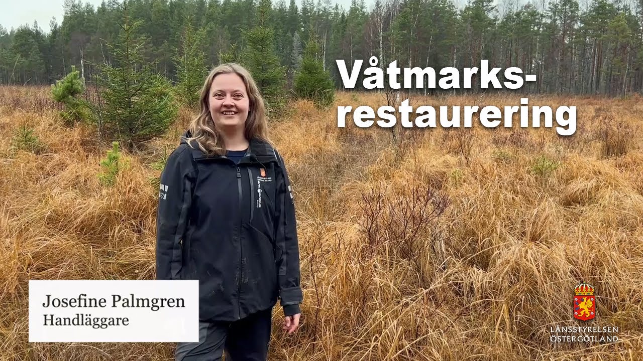Våtmarksrestaurering