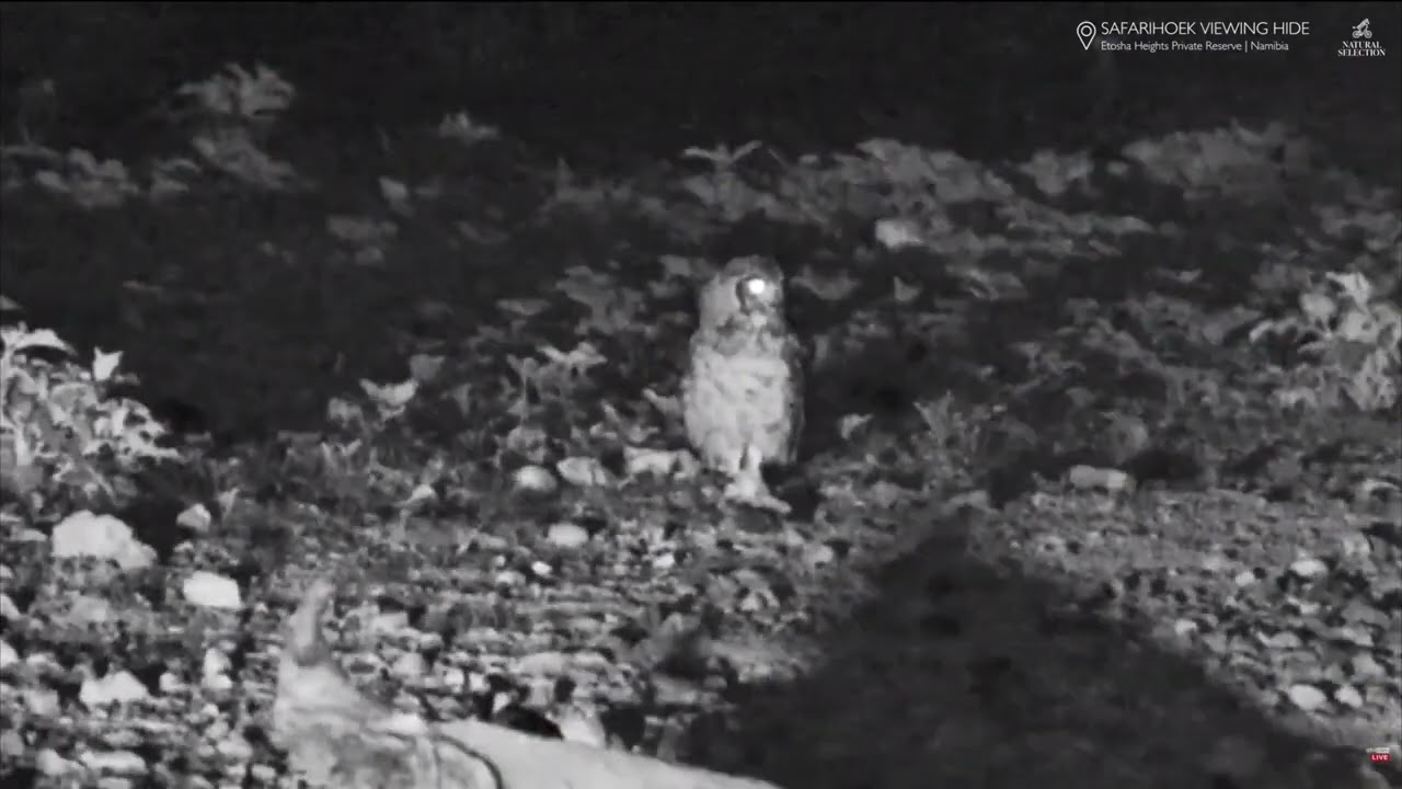 🦉&🐦Safarihoek, Wildlife Cam, Namibia 2026/01/19