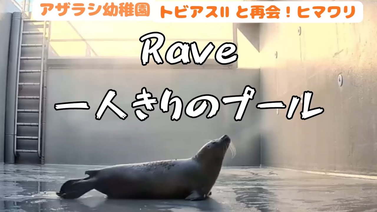 sea poolから移動しました。トビアスⅡとオベロン🦭Raveはsea poolにいます🧡アザラシ幼稚園