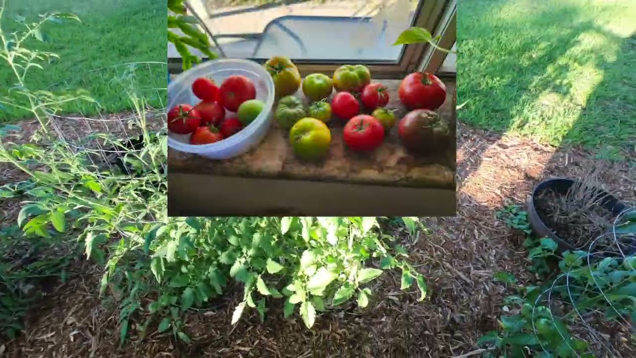 Phoenix Vegetable Garden early June Update