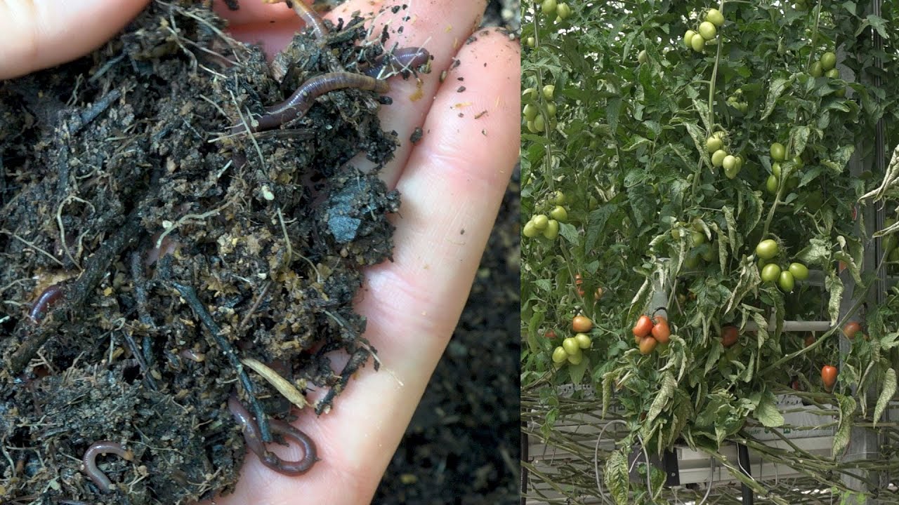 N° 2 - La prise de pouvoir des vers de terre dans les serres à tomates