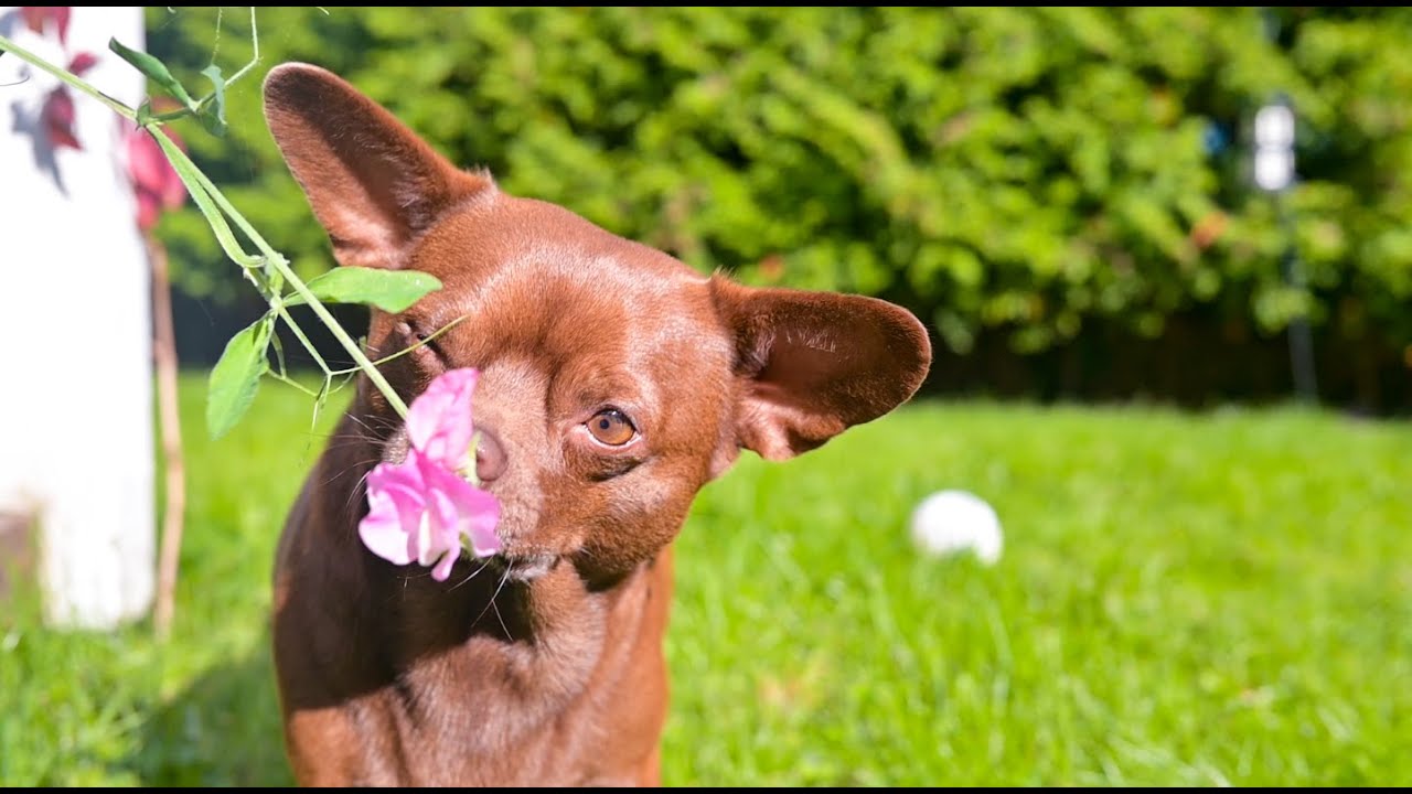 My dog Mishka and his activities.