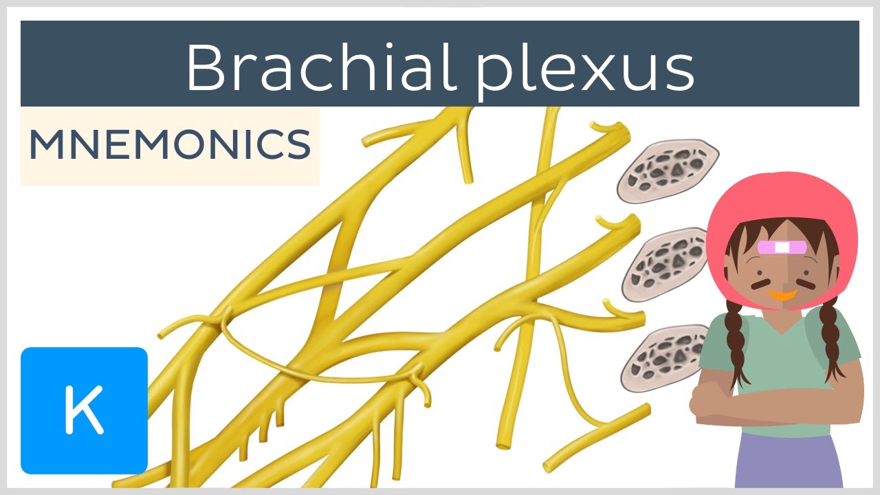 Brachial plexus mnemonics - Human Anatomy |&nbsp;Kenhub