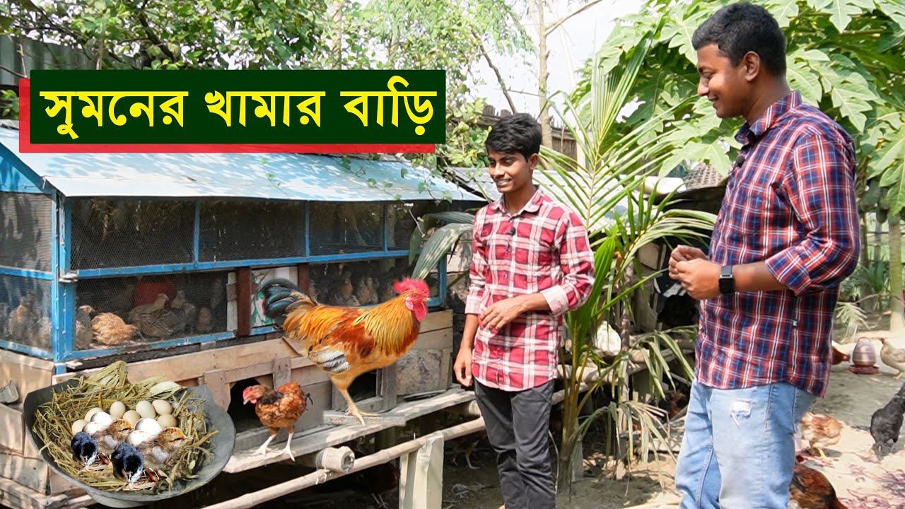 জীবনের প্রয়োজনে সুমনের ঘর এখন খামার বাড়ী - দেশি মুরগি পালন পদ্ধতি | Murgi khamar || কৃষি ঘর