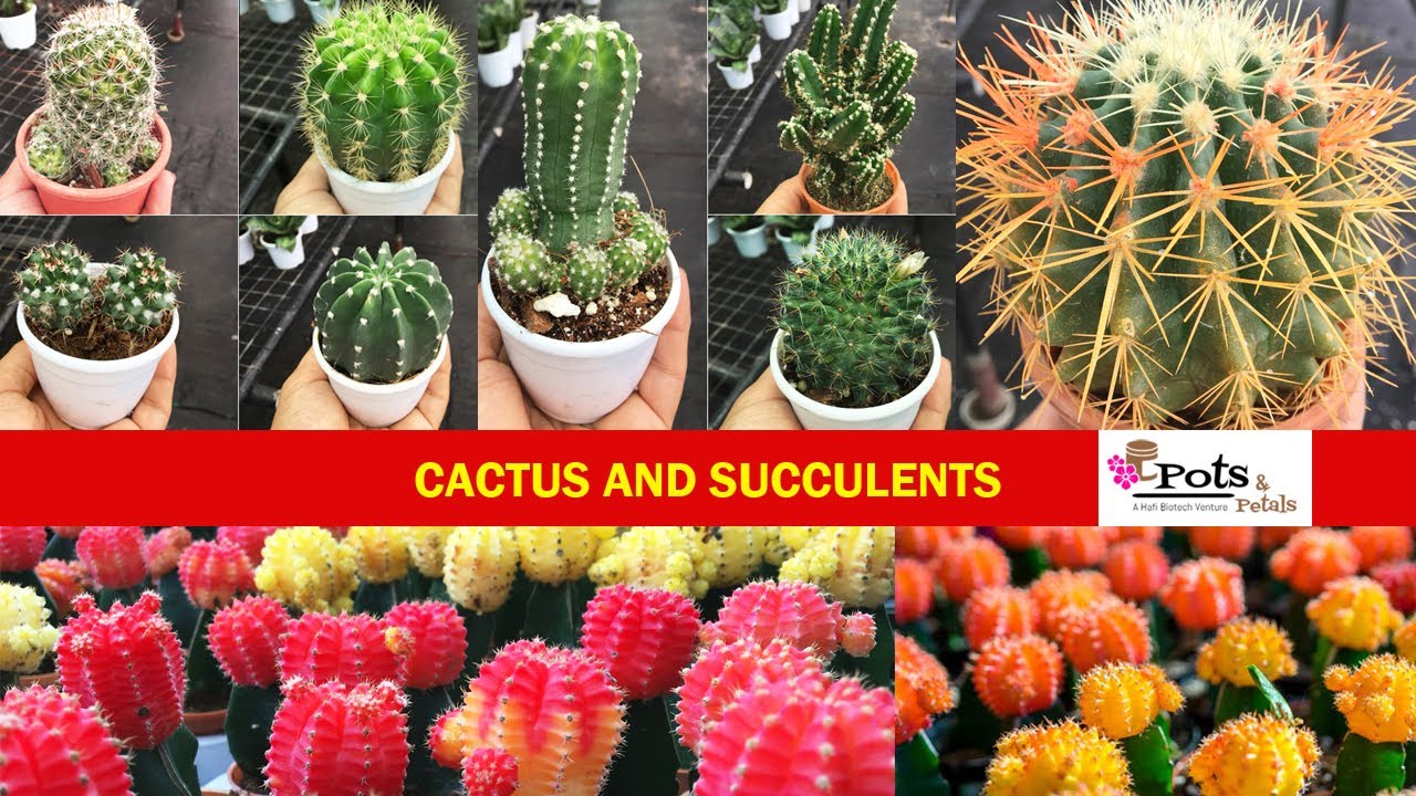 Cactus and Succulents | Pots and petals