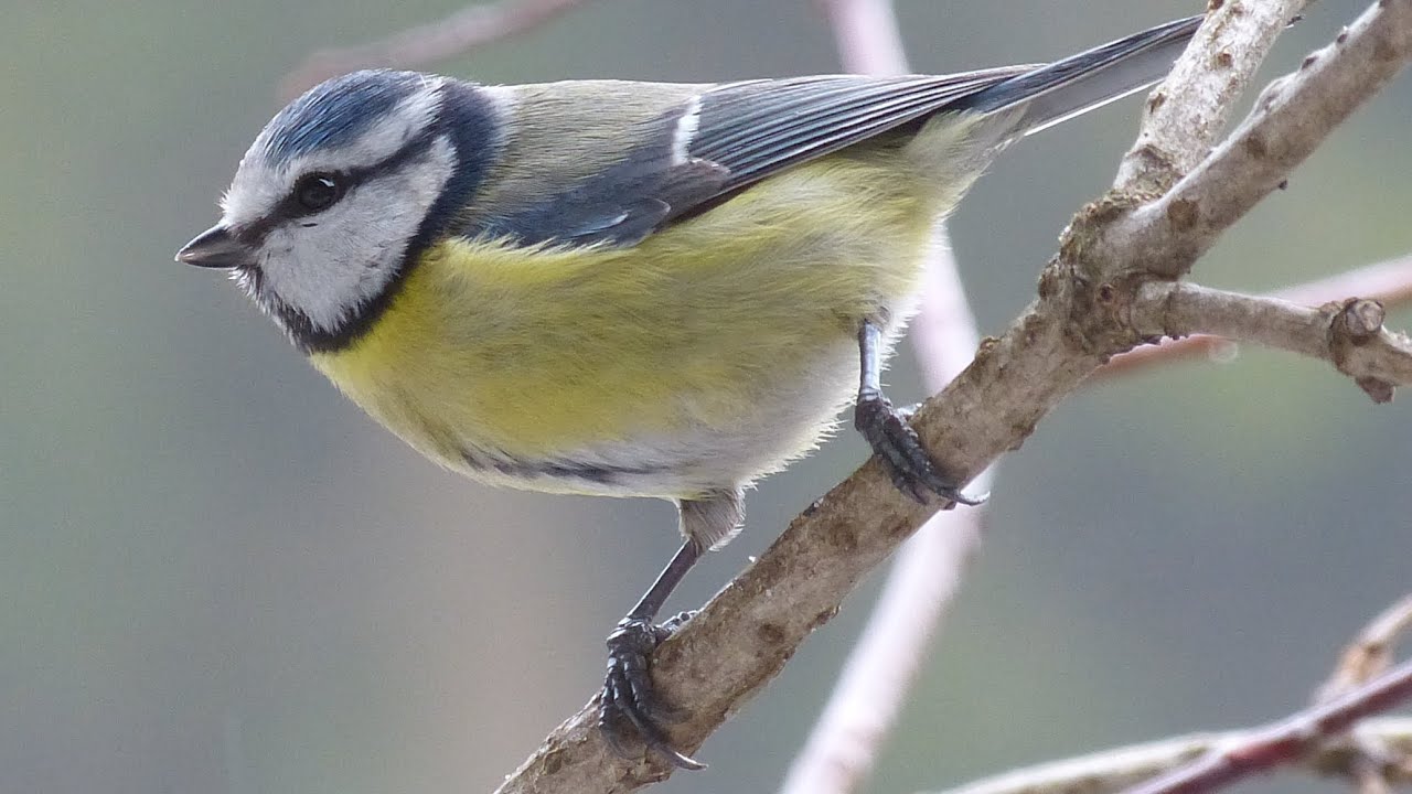 Blaumeisen im Winter an der Futterstation - Vogelstimmen Gesang Meisen Tits