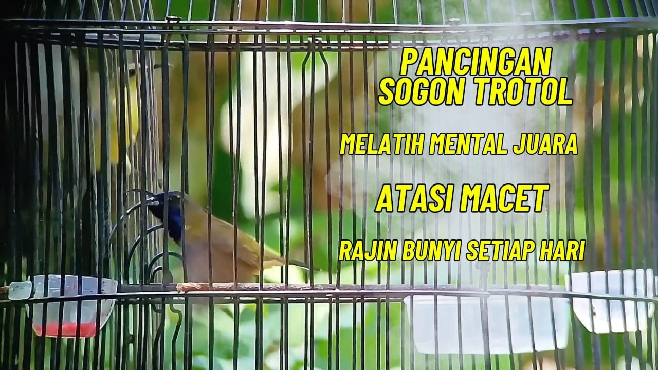 PANCINGAN SOGON GACOR 🔥 ATASI SOGON MACET & BAHAN CEPAT NGELEPER