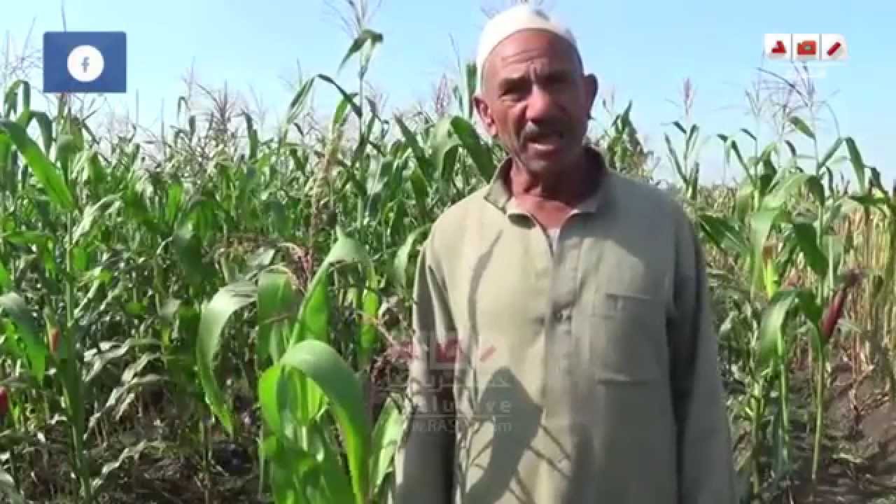 رصد | المحلة الكبرى | الفلاح المصري هموم وآلام