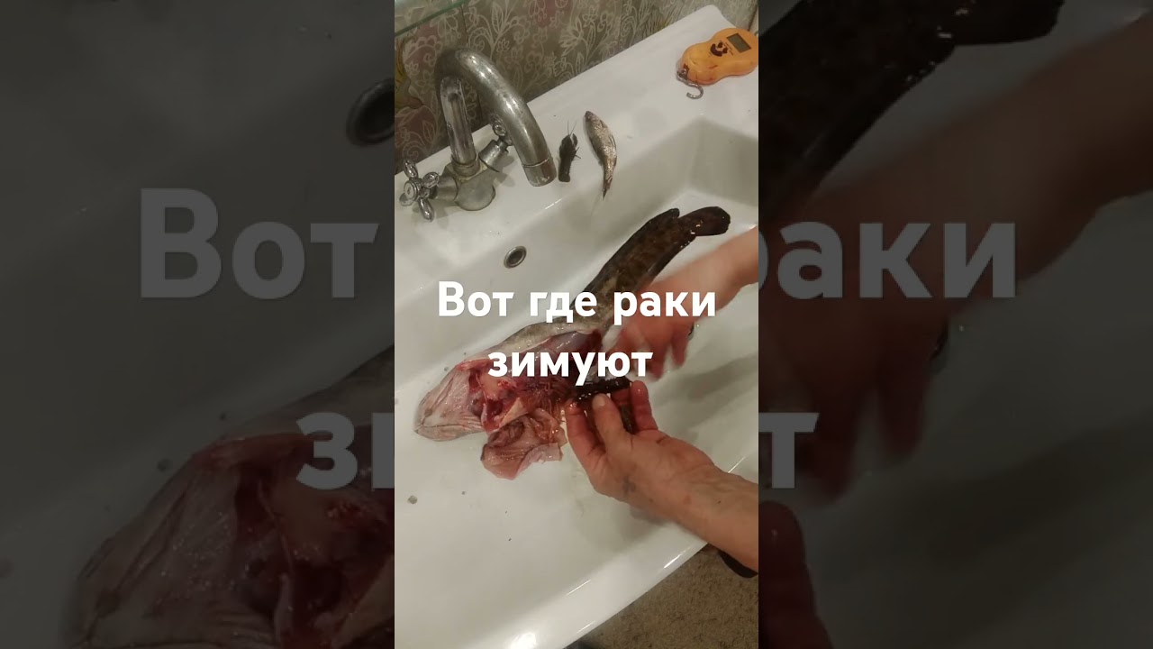 Чем питается налим