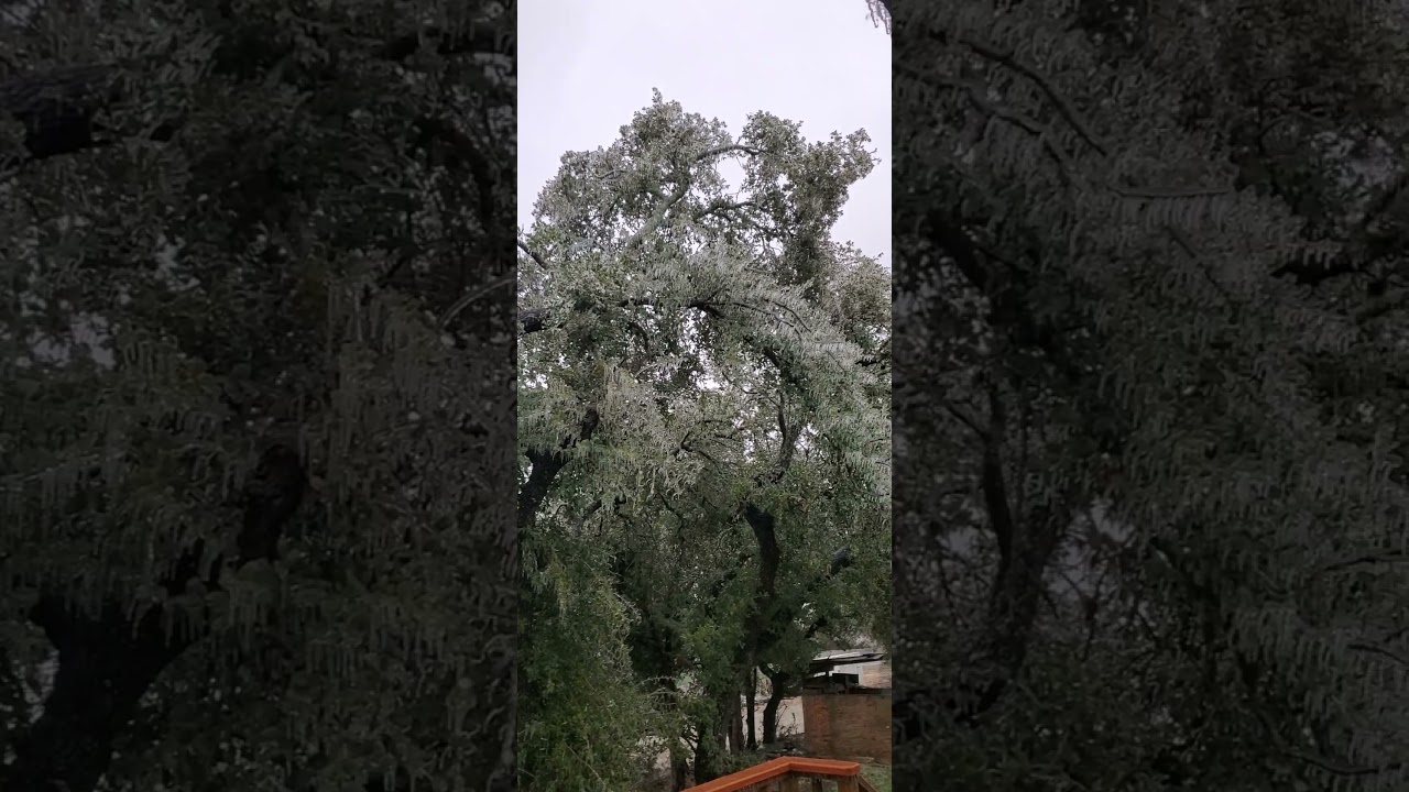 This is how our trees looks now. They are covered with ice.  #shorts