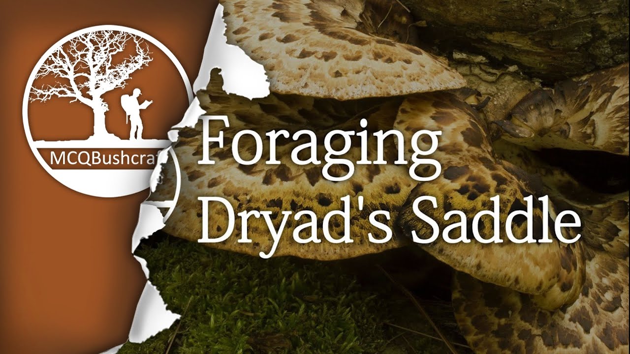 Foraging & Cooking Dryad's Saddle