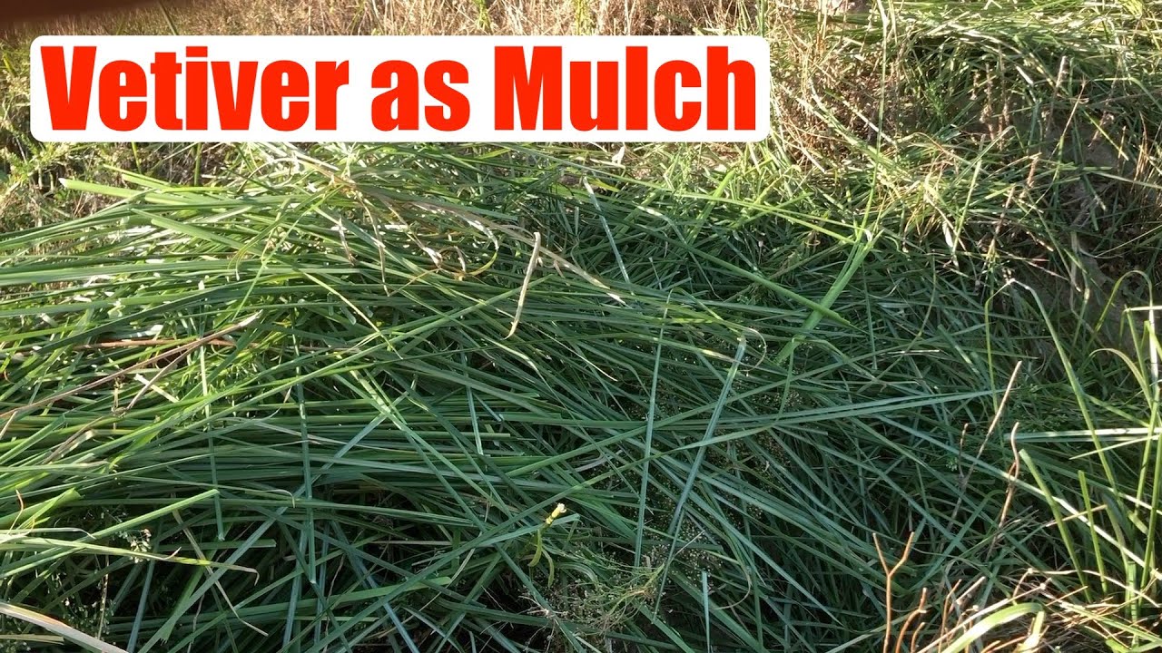 Vetiver as Mulch
