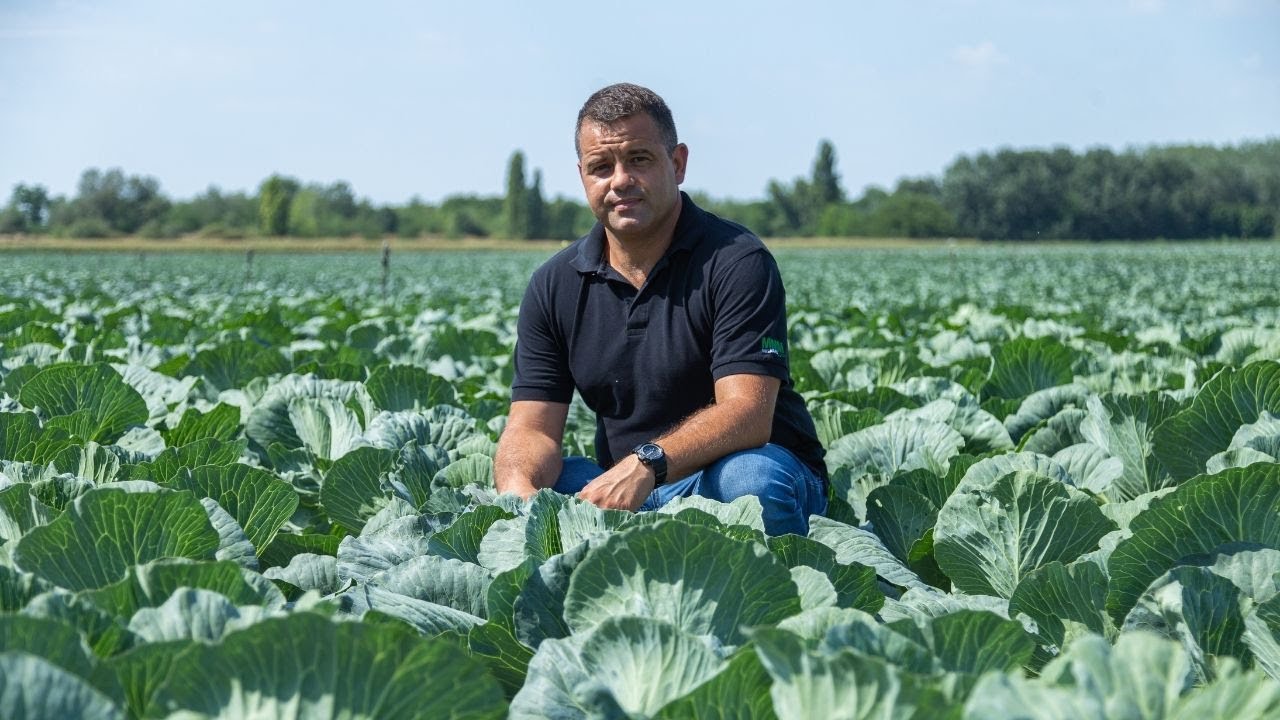 Káposztatermesztési tanácsok a nyár végi időszakra