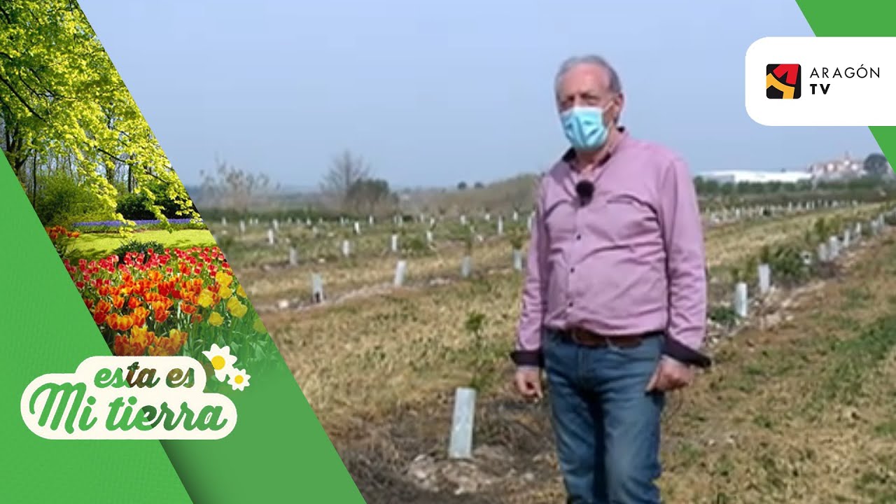 Ozono aplicado a la agricultura
