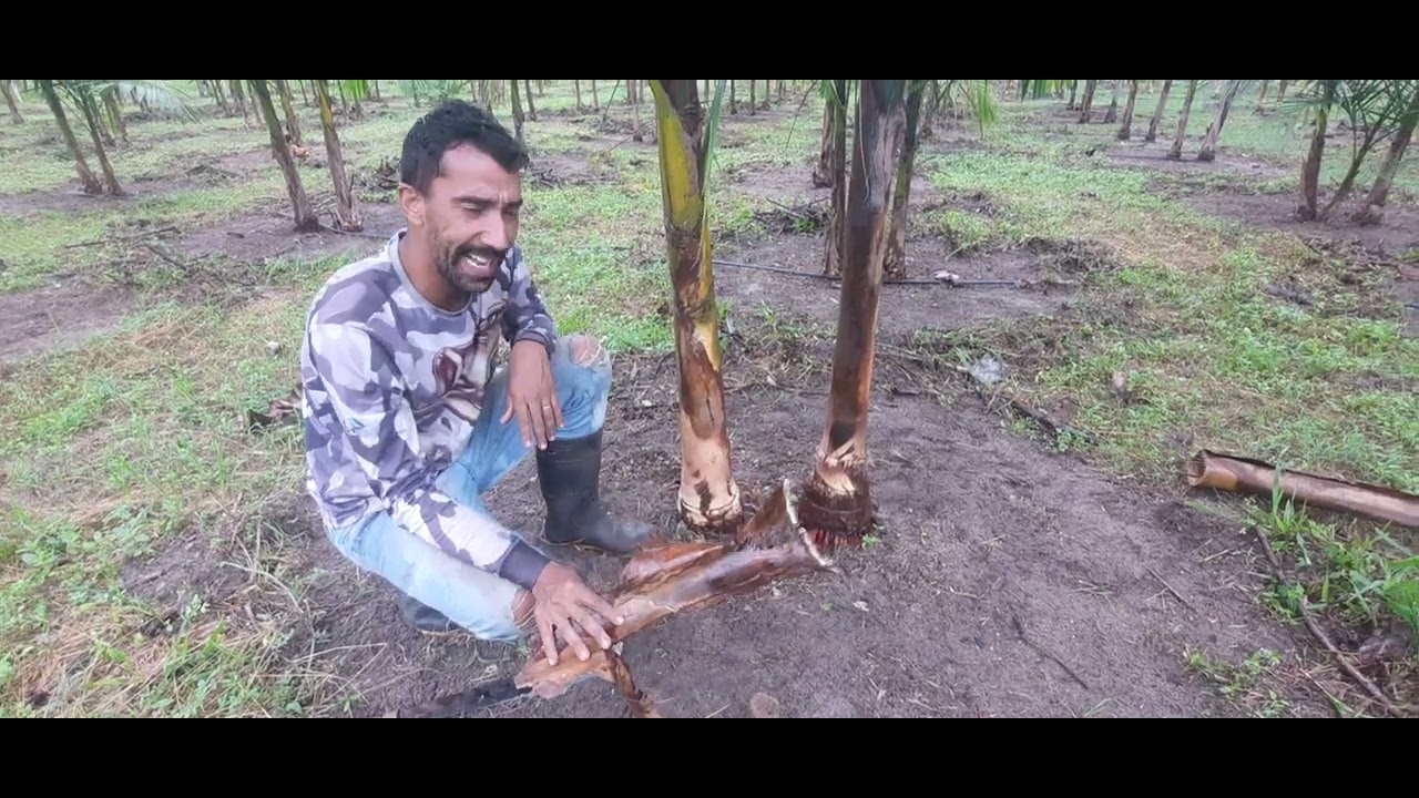 3° Etapa Do Manejo De Açaí Em Terra Firme Limpeza Das Casca E  Perfilhos!!!