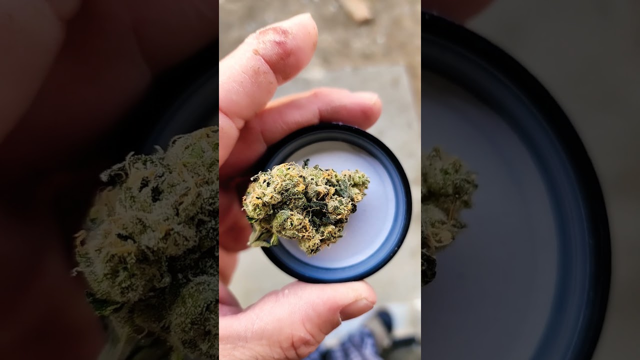 zeclair by fig farm total thc is 42.26