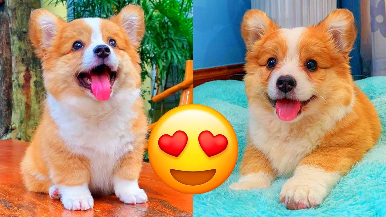 Corgi &mdash; Adorable And Hilarious Videos And Tik Toks Compilation