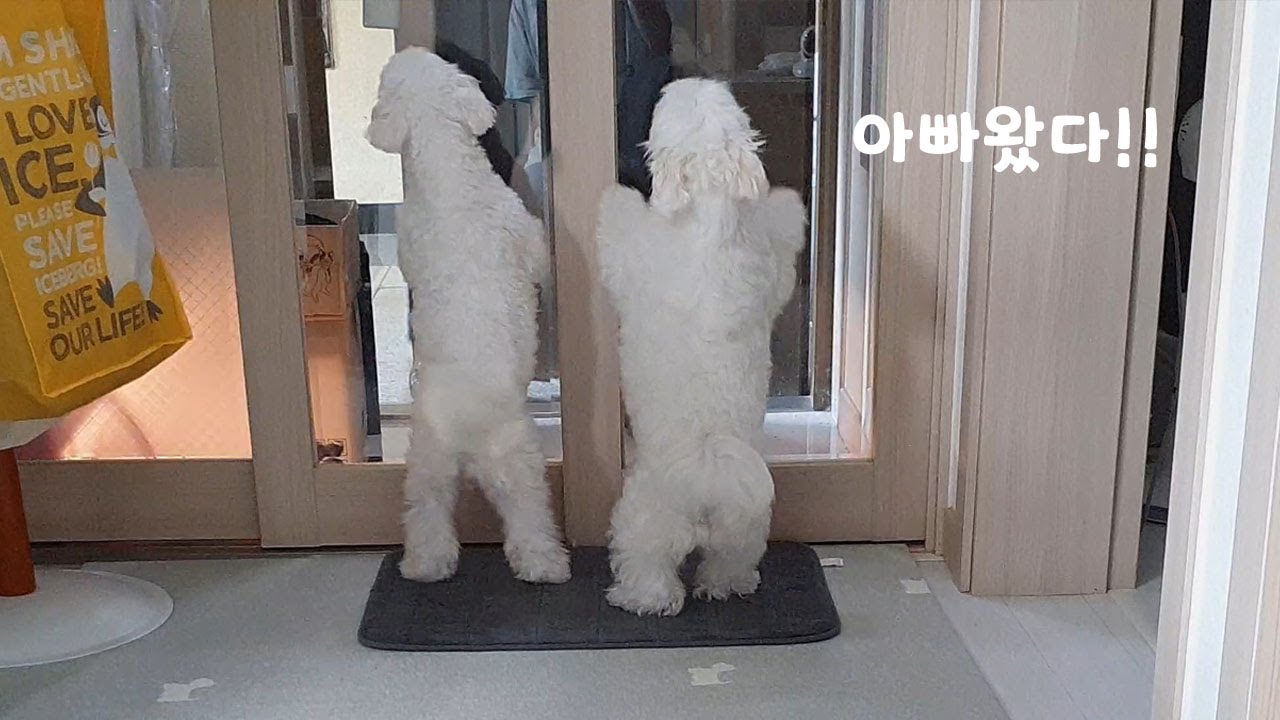 퇴근한 아빠 격하게 반겨주는 강아지들 ㅋㅋ