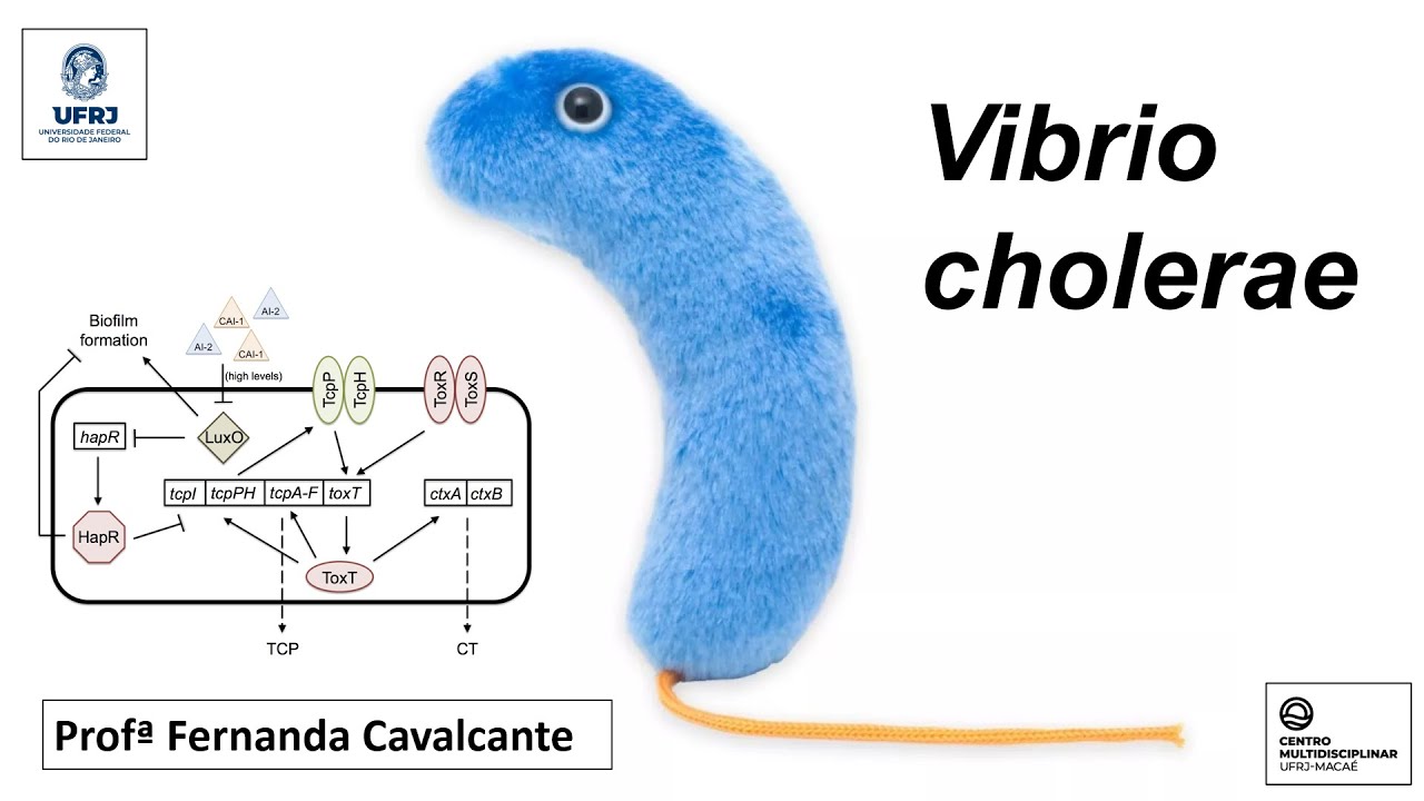 Aula Vibrio cholerae - UFRJ Macaé