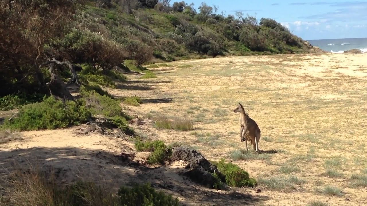 Middle Beach Walking Track in Mimosa Rocks National Park Australia
