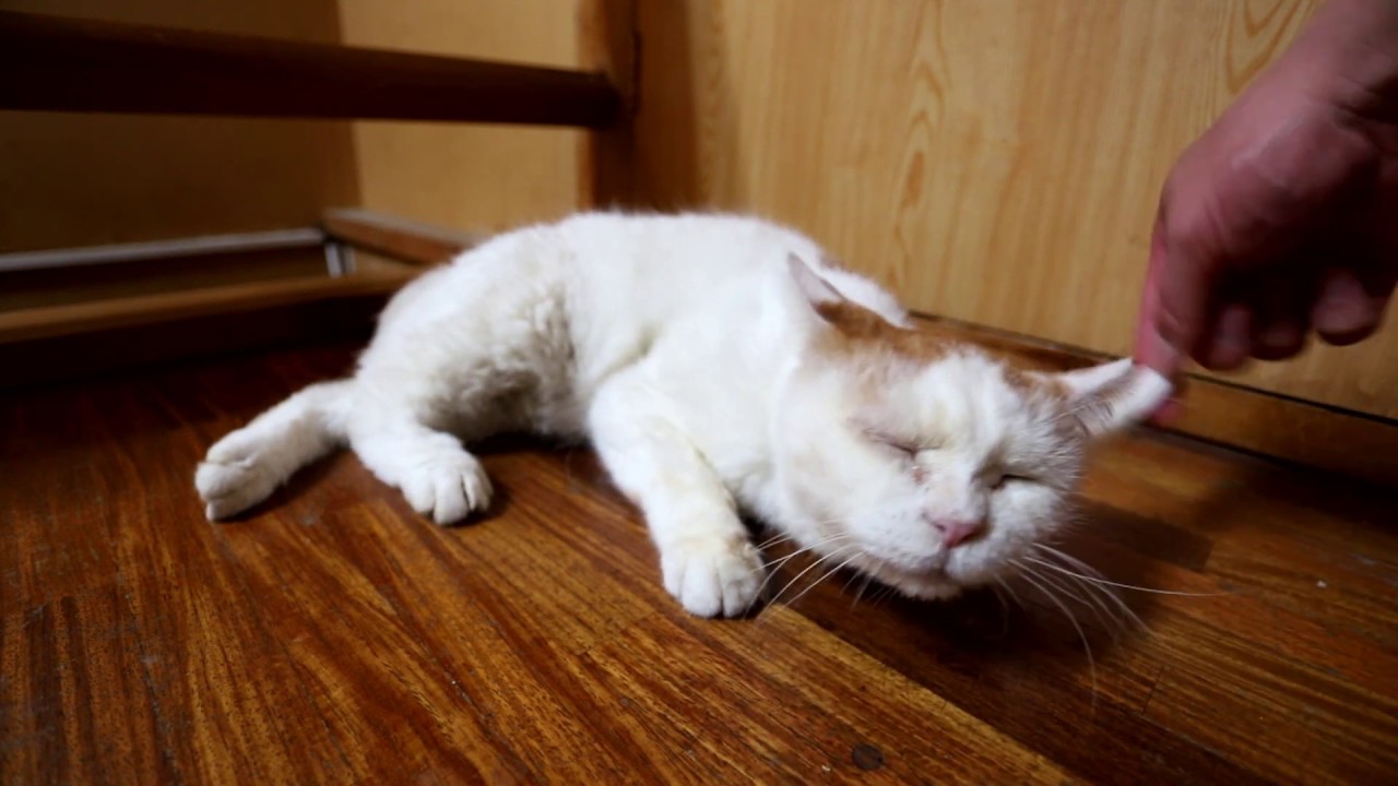 しろぶらっしんぐ 191027