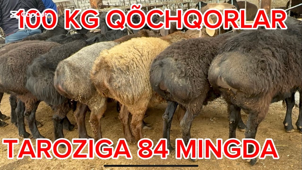 QÕQON OPTOM QÕY BOZORI SEMIZ QÕCHQORLAR NARXLARI BILAN TANISHING 