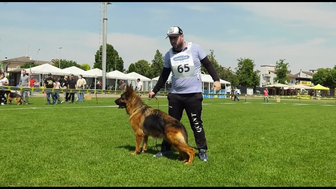 GO-PET - PT. 19 - PRESENTAZIONE CAMPIONATO ITALIANO PASTORI TEDESCHI