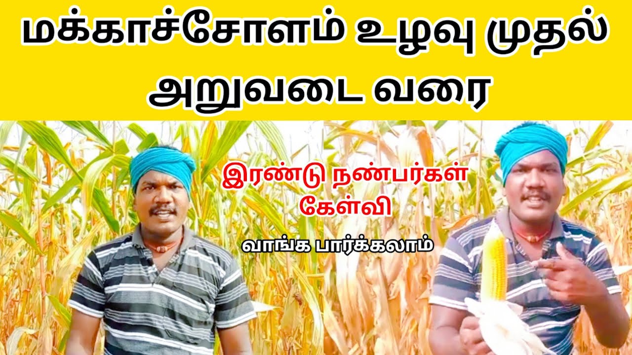 மக்காச்சோளம் உழவு முதல் அறுவடை வரை | Maize from tillage to harvest | பறவை அன்னம்