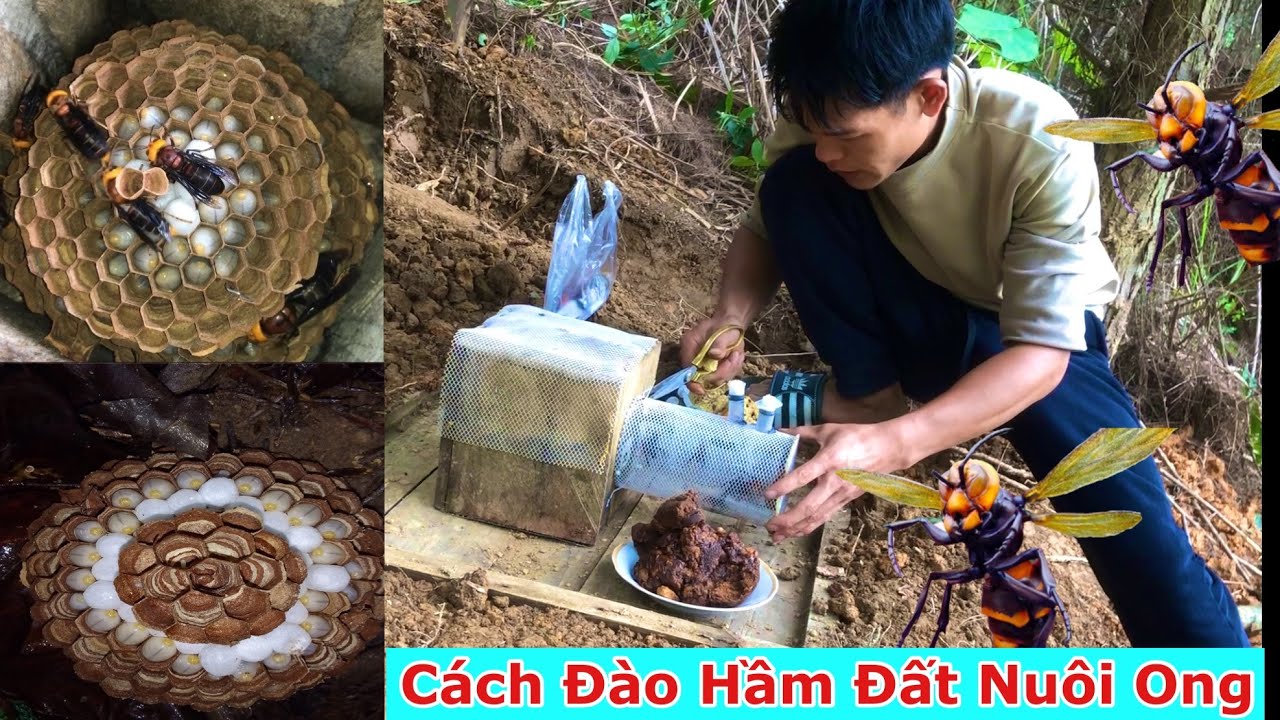 Cách Đào Hầm Đất Nuôi Ong Dế Và Ong Đất Bạc Chán / Trúc Xanh TV