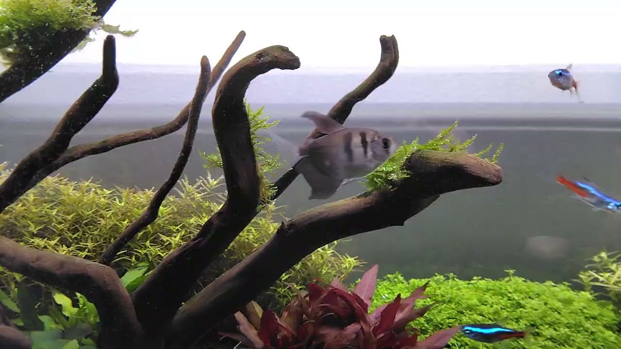 The 20 gallon long derimmed plant growth blew up!!!!!