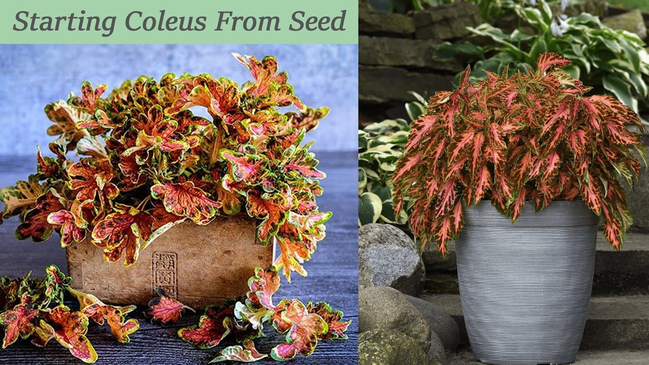 Sowing Coleus - Grow from Seed! (Zone 5b)