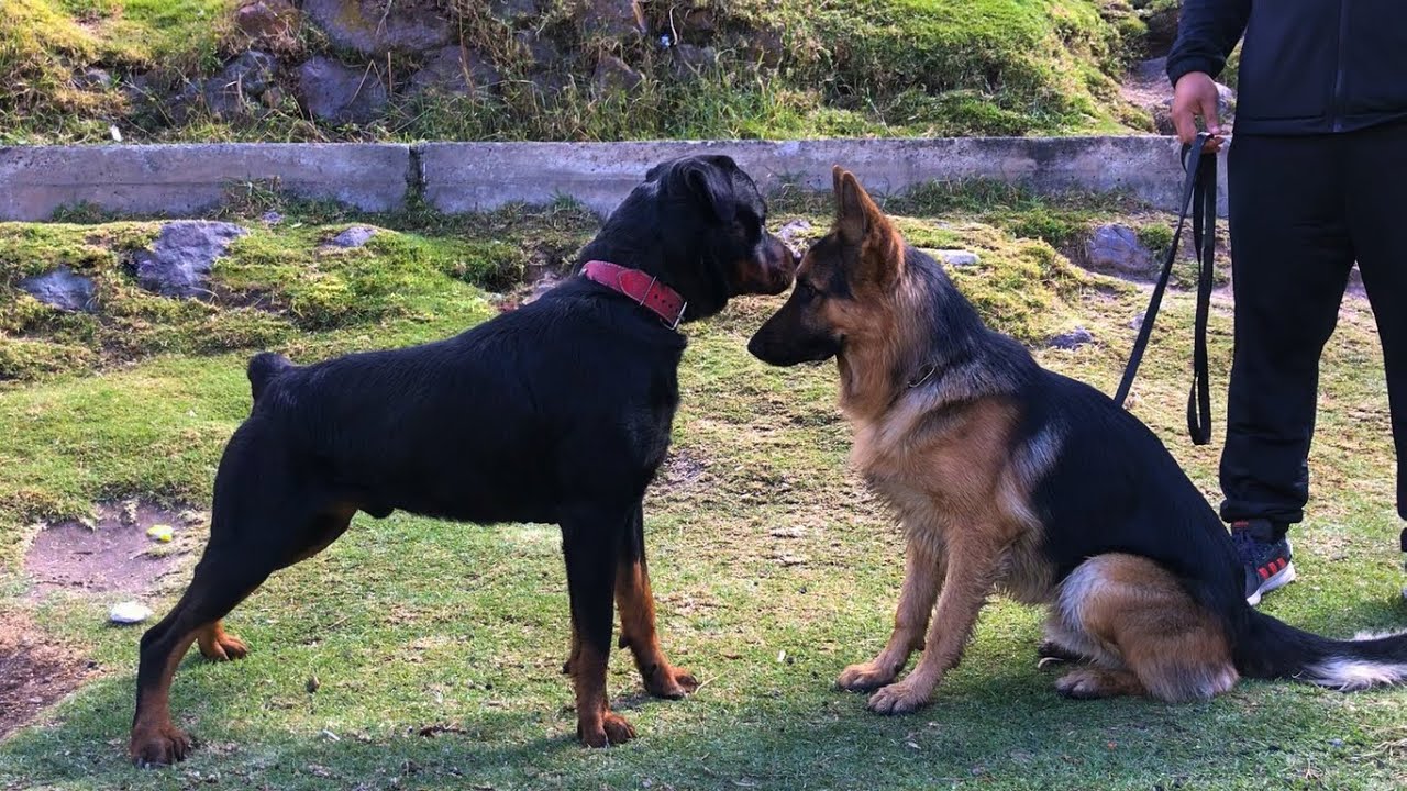 Rottweiler - Pastor aleman - Dogo argentino - Pitbull (tipo bull) Encuentro perruno en el campo