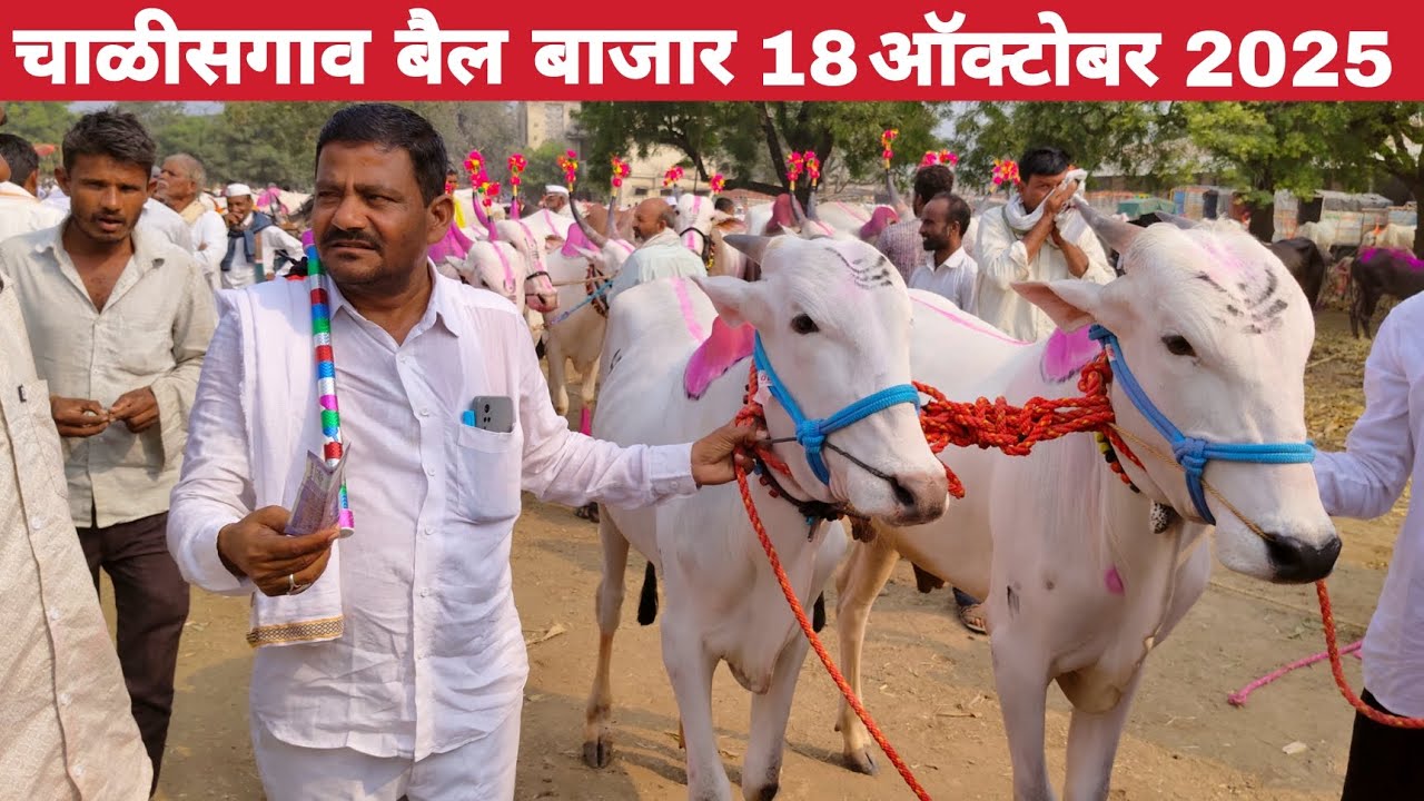 चाळीसगाव बैल बाजार | chalisgaon bail bazar 18 octomber 2025 | bail bazar chalisgaon 