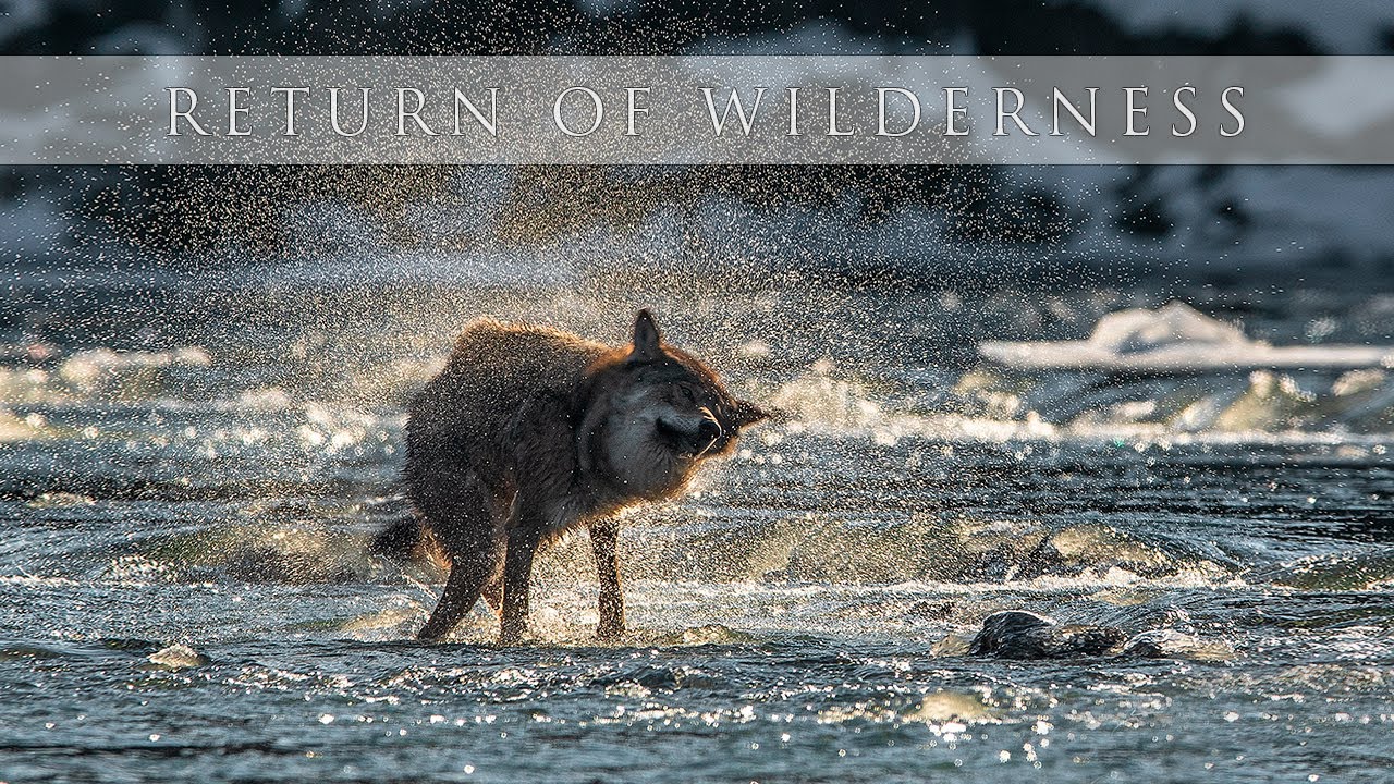Return of wilderness – Návrat divočiny – Gray Wolf (Canis lupus)