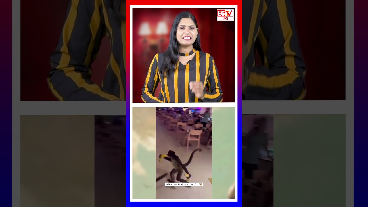 केले चुराने होटल के अंदर घुसे बंदर|Spider Monkeys steal bananas|Viral Video|Funny| 