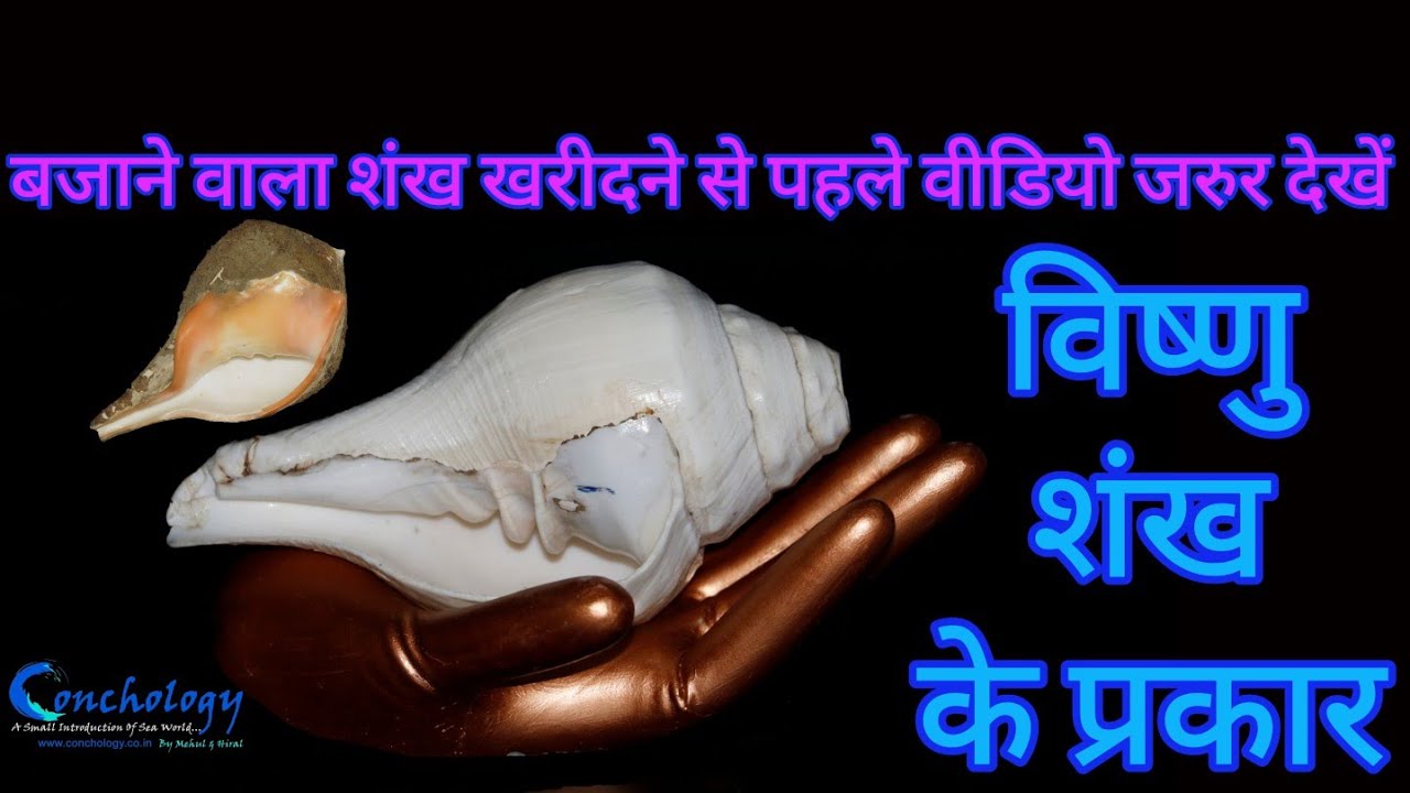विष्णु शंख  के प्रकार | Types of Vishnu Shankh