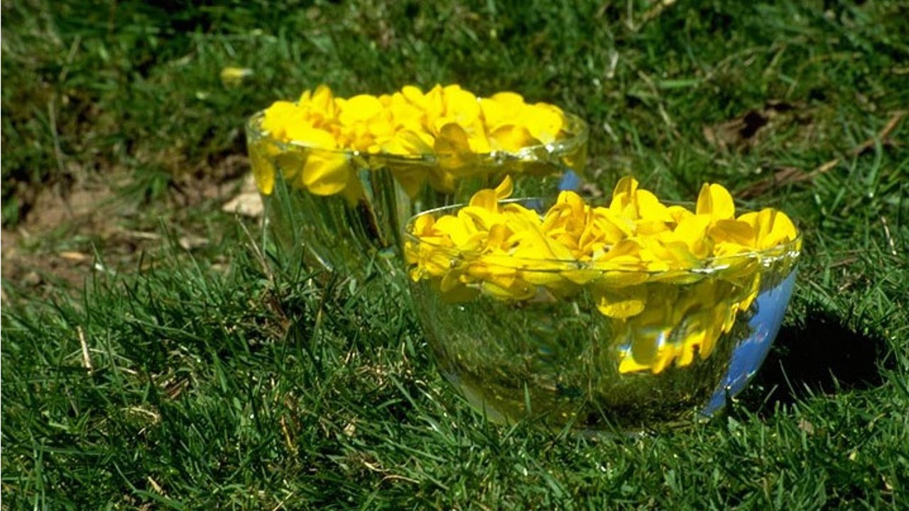 Curso de Florais - Como Preparar a Essência Mãe - Cursos CPT