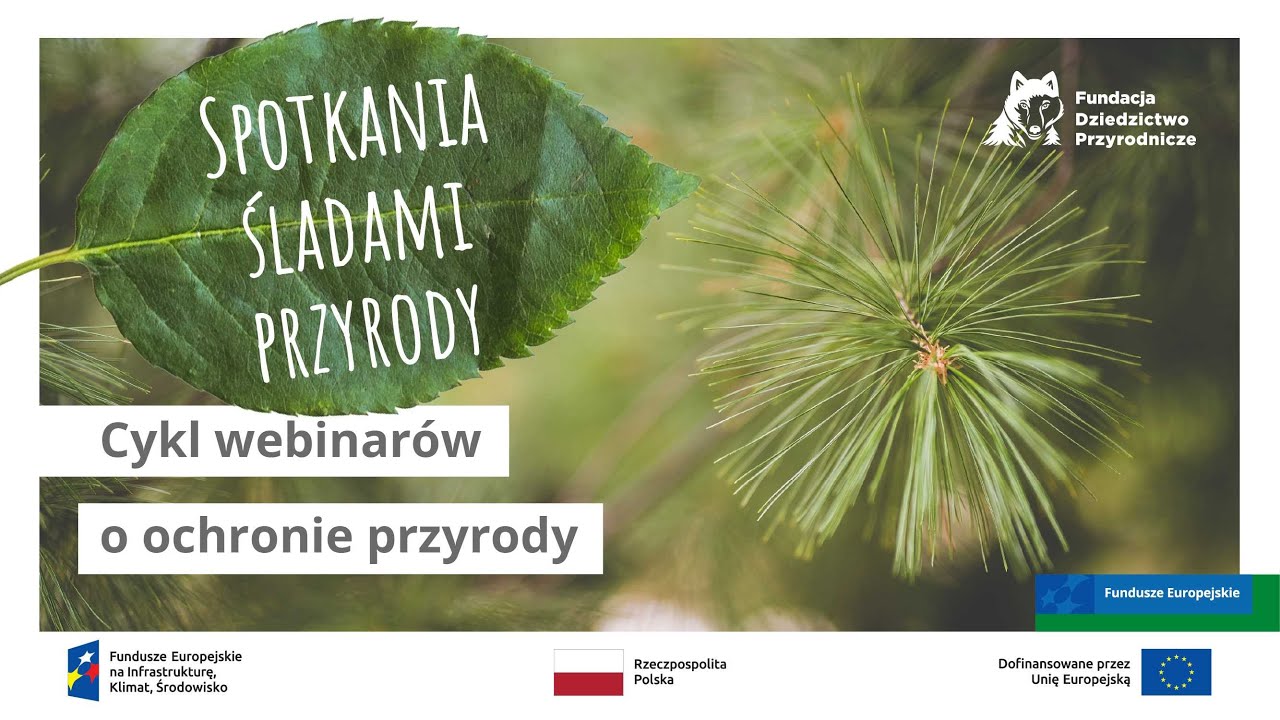Webinar: Wskaźniki lasów naturalnych