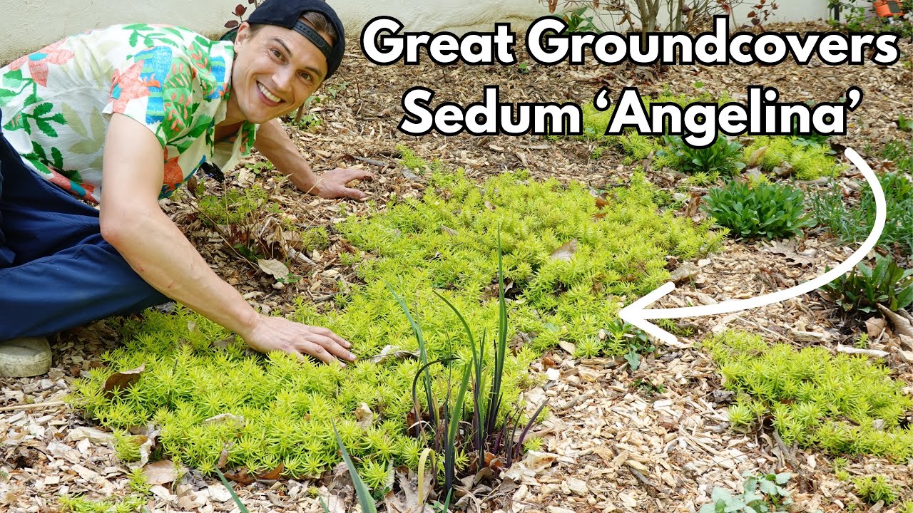 Great Groundcovers - Sedum 'Angelina' - Hardy Stonecrop- Drought Tolerant