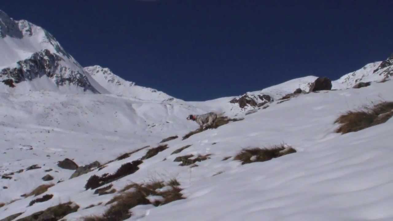 pernici bianche, alpi, e setter