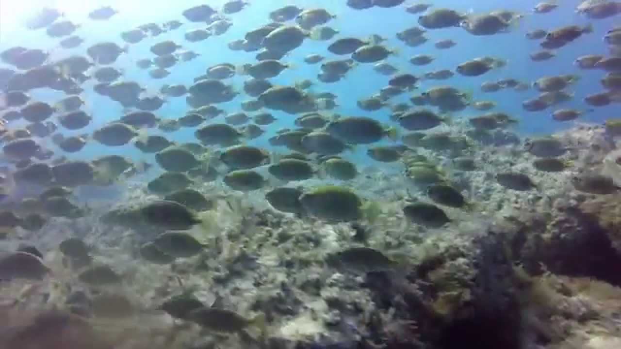 Mykonos Scuba Diving by GoDive Mykonos diving center at Lia beach, Mykonos, Greece