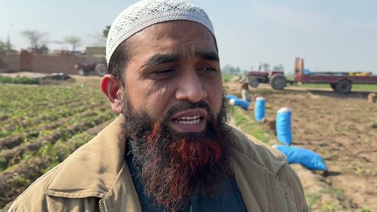 Alloo ki fasal ki katai shuru or zimedar preshan🥲