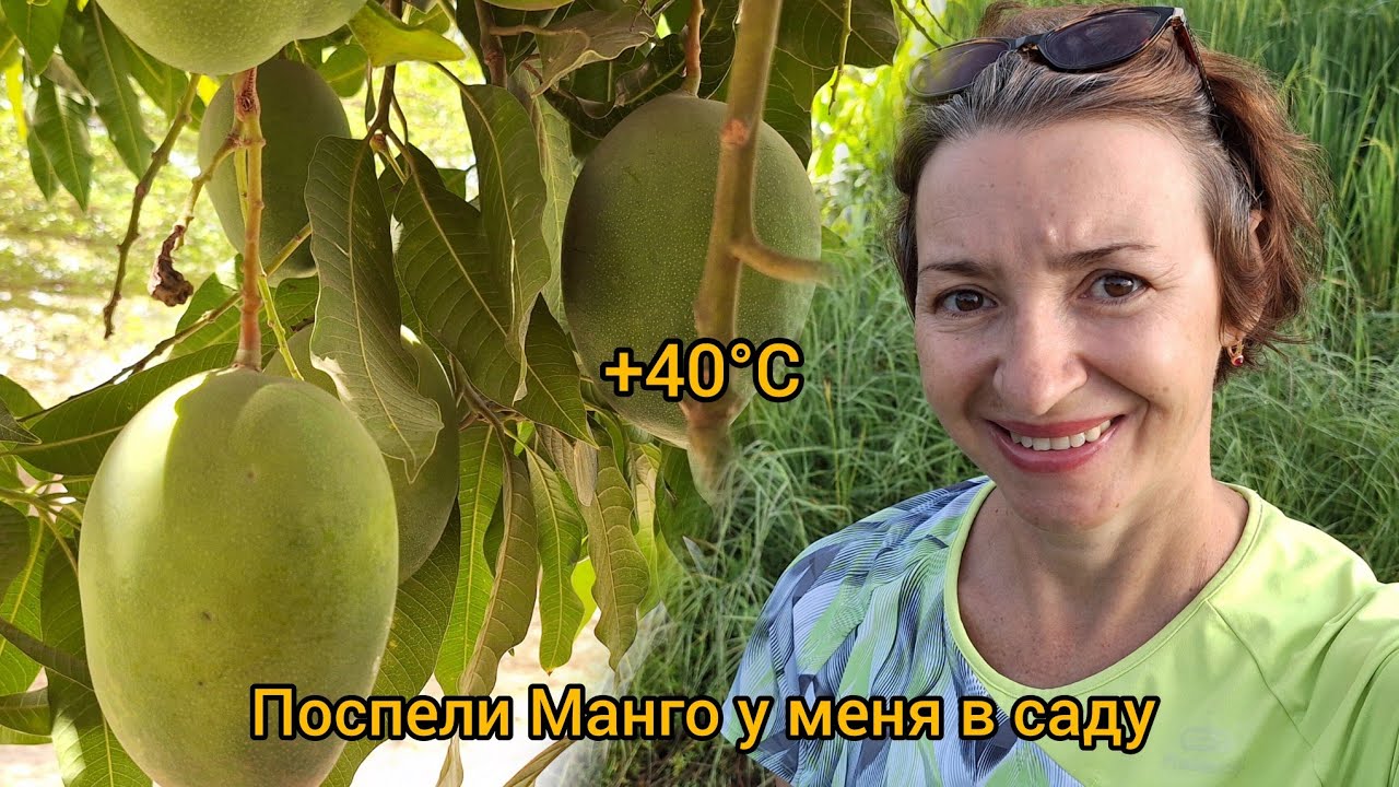 #106 Мой урожай манго / Как переносим жару в Африке