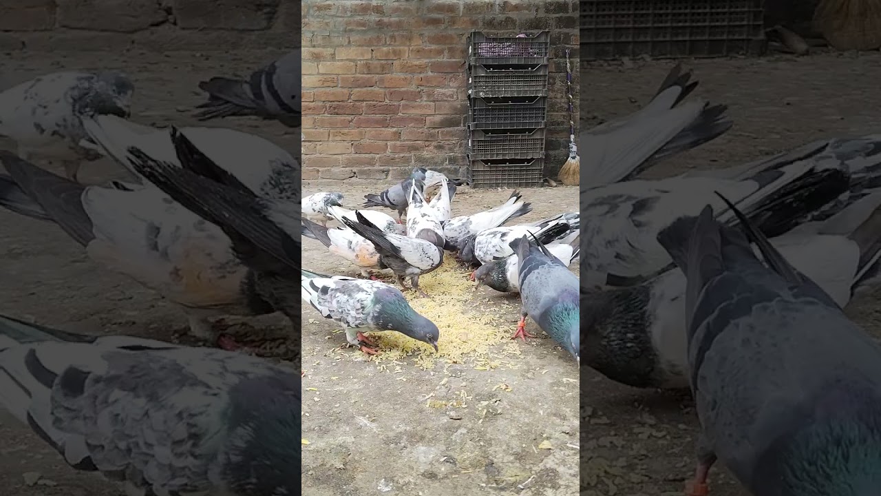 Champion Bloodline Breeder PairBreeder Pair Pigeons Ready for Eggs.