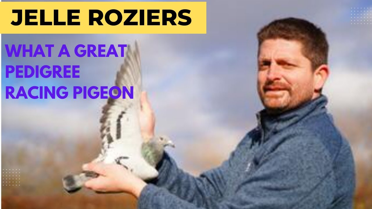 Jelle Rozigers | One Of His Brilliant Racing Pigeon In Pipa Pigeons Paradise Auction | Racer Kabutar