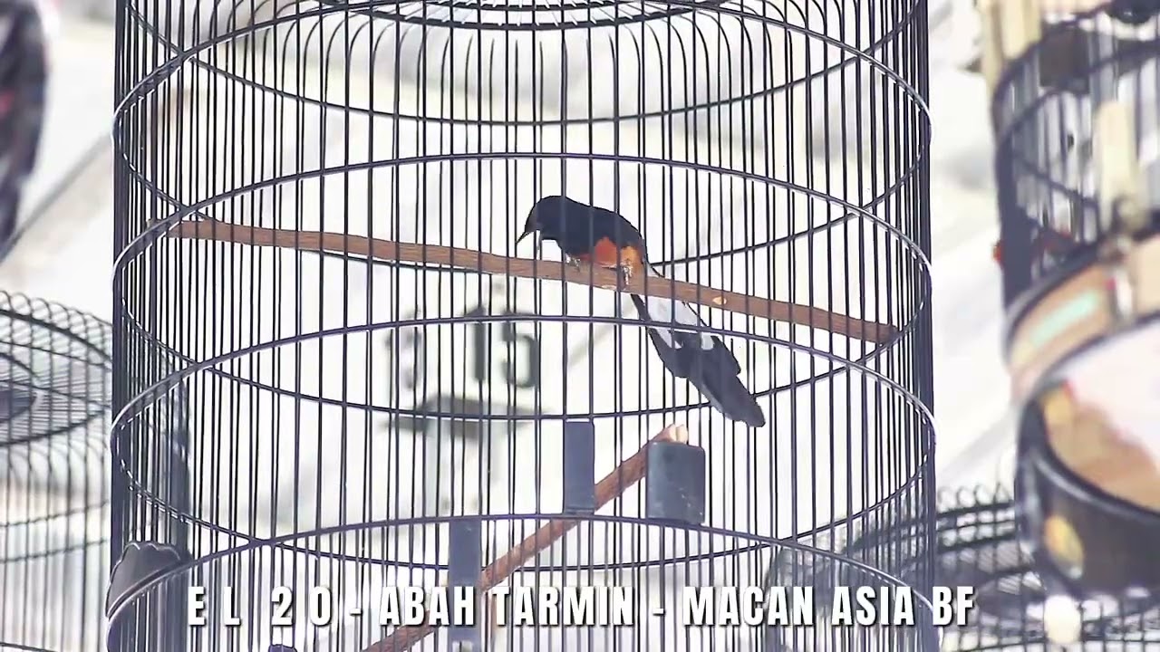 EL 20 - ABAH TARMIN MACAN ASIA BF MASIH TAK TERBENDUNG DI PJB SURABAYA