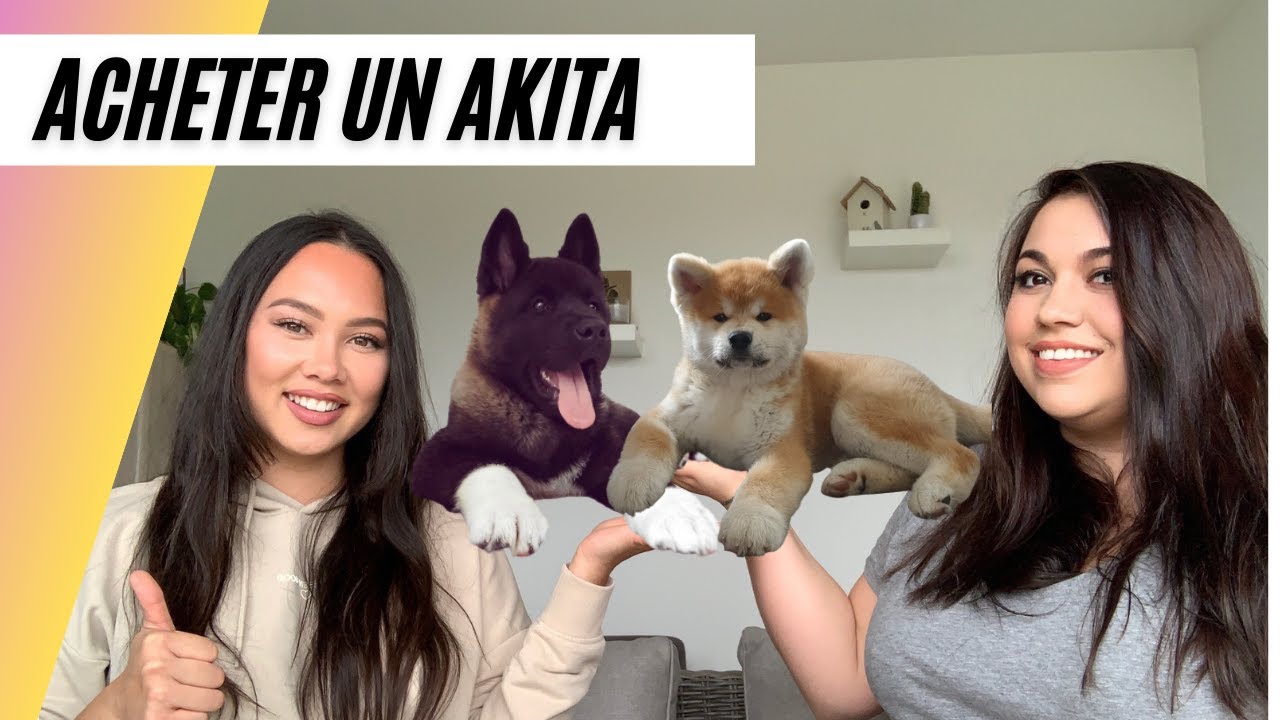 Comment choisir le bon éleveur ? ( trouver un chiot akita inu ou akita américain )