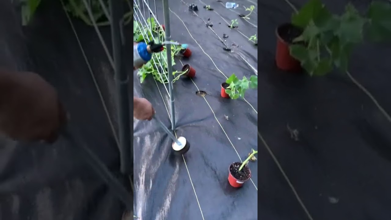 Prevent weeds by planting in barrier fabric #shorts #FixThisHouse #gardening