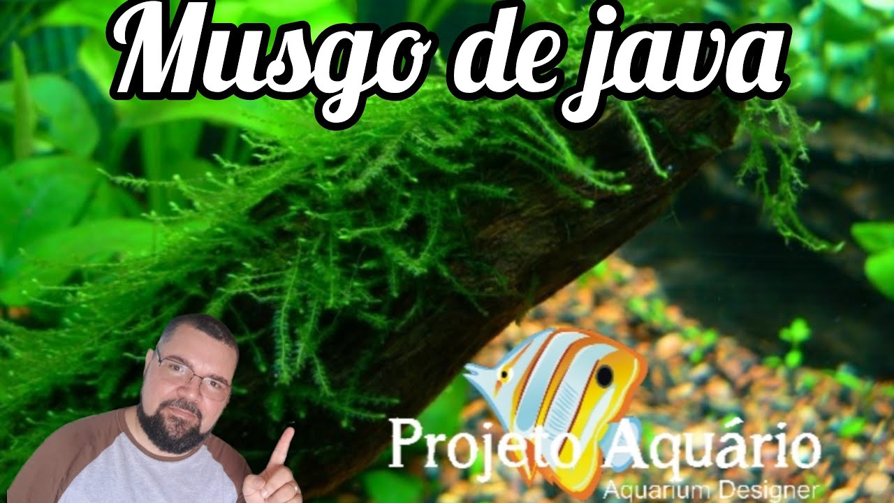 Como fixar o musgo de Java sem danificar a planta. Dica para aquarista iniciante.