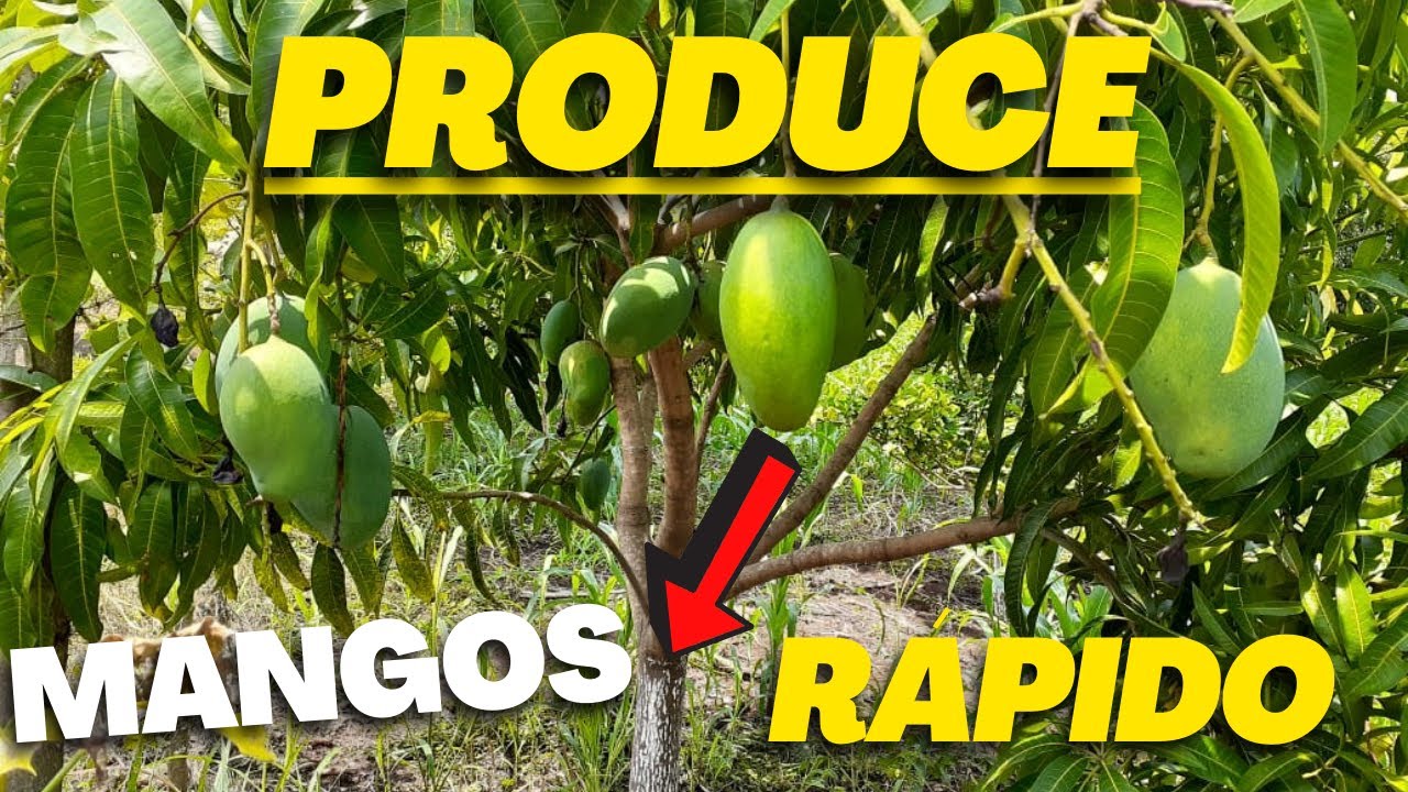 Método para TENER MANGOS rápido | Cómo tener un árbol de mango que produzca frutos luego